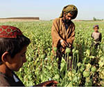 Afghanistan’s Opium Production Hits Record High in 2017: UN